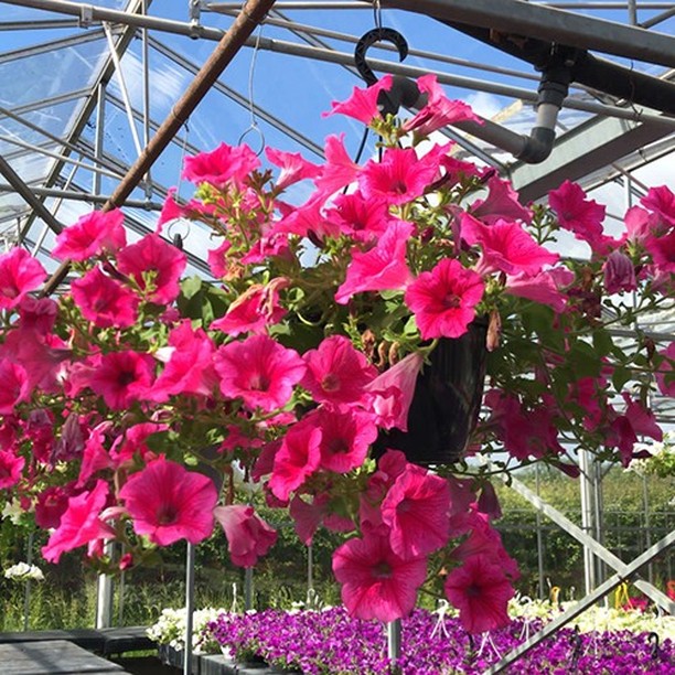 About Us Hilltop Nurseries