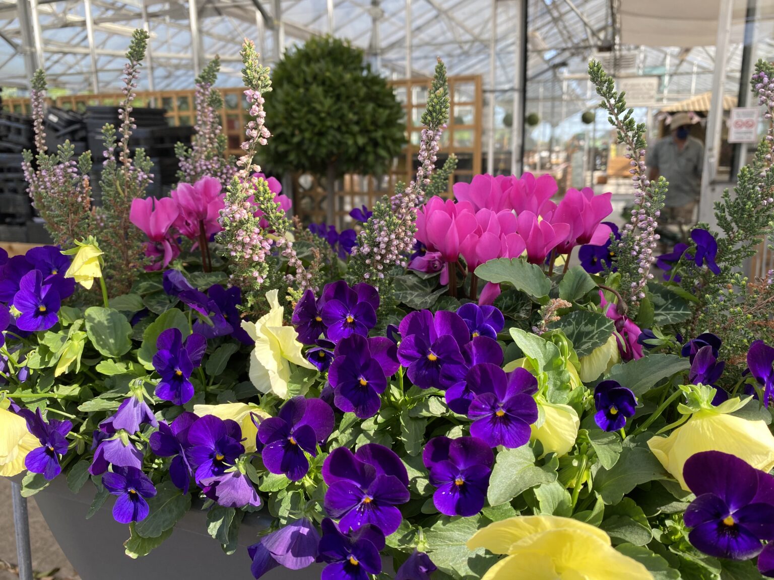 Covid Hilltop Nurseries