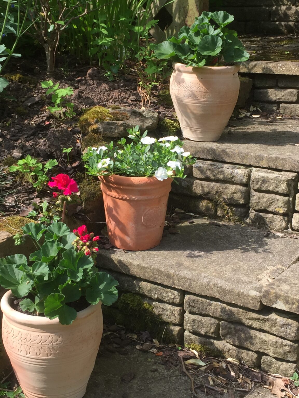 Summer Bedding Plants Hilltop Nurseries