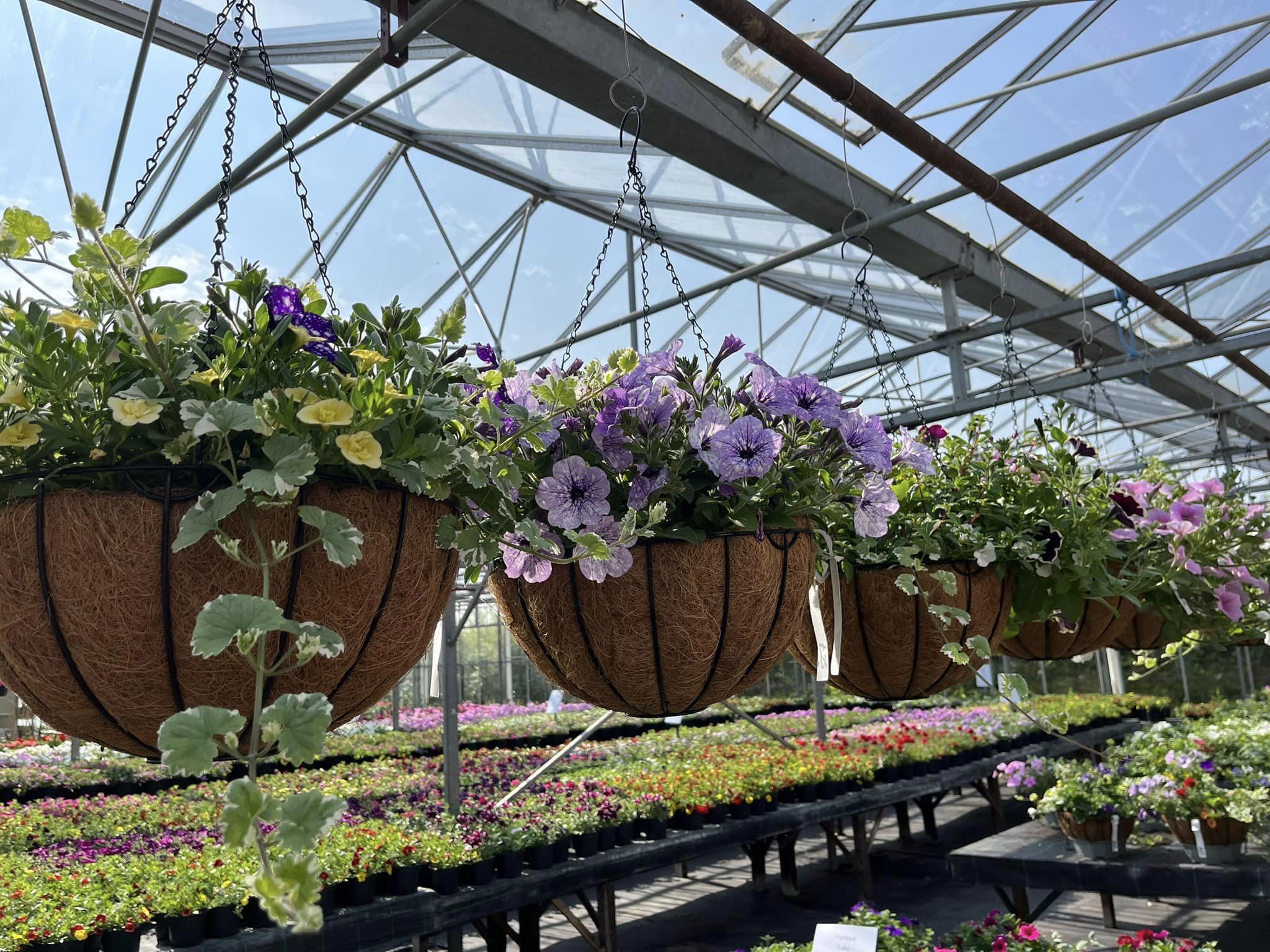 Ready Made Hanging Baskets & Tubs Hilltop Nurseries