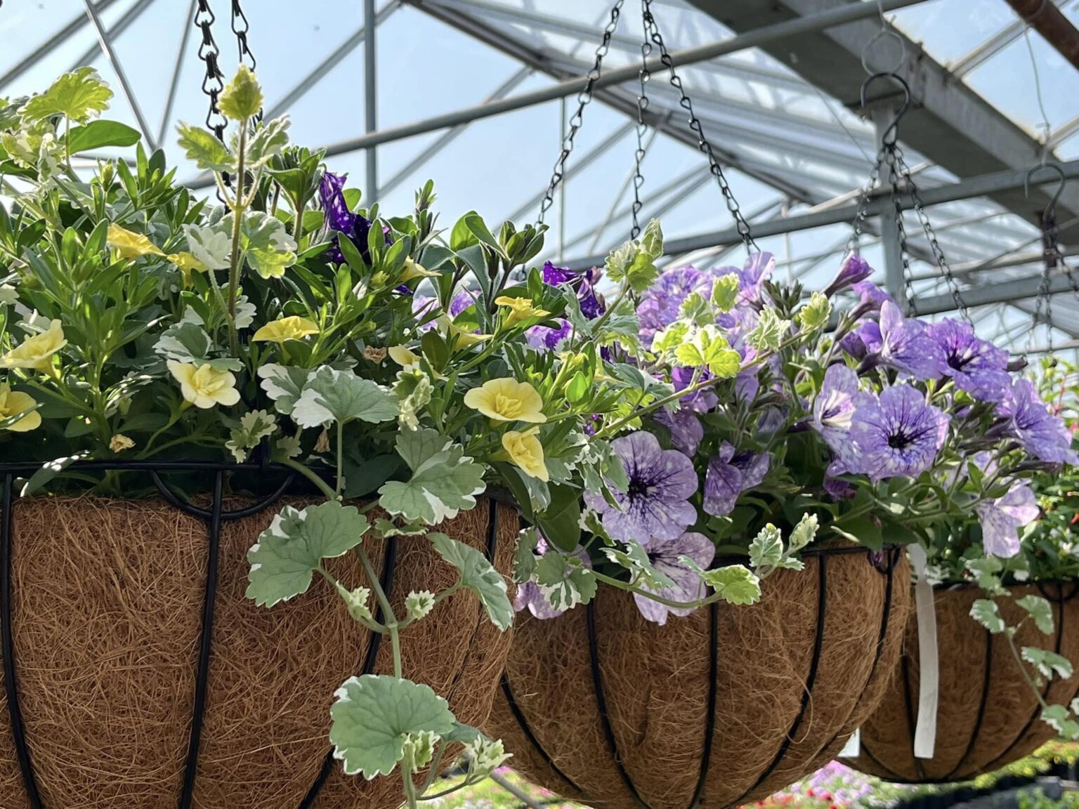 Ready Made Hanging Baskets & Tubs Hilltop Nurseries